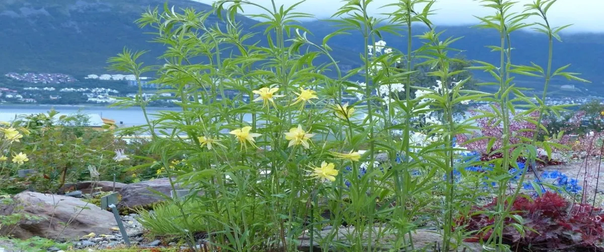 Foto 2 Tromso Botaniske Hage