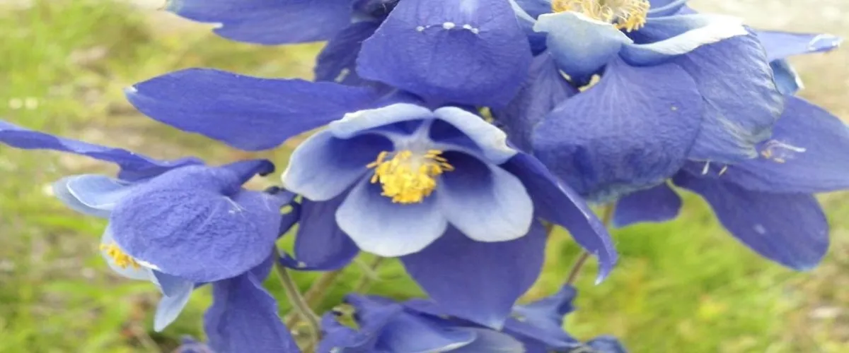 Foto 4 Tromso Botaniske Hage