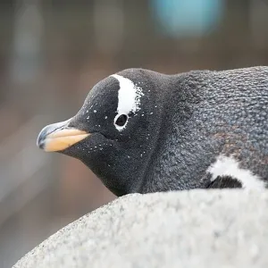 Foto de Bergen Aquarium