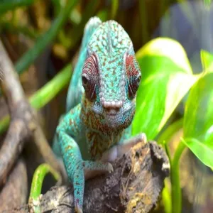 Foto de Oslo Reptile Park