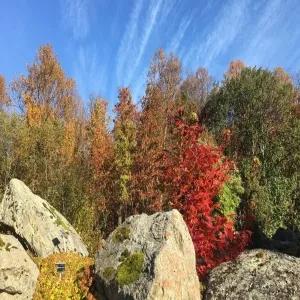 Foto de Tromso Botaniske Hage