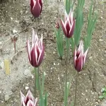 Foto 3 Tromso Botaniske Hage